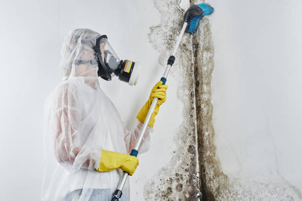 Why You Should Choose Our Mold Remediation Services in Stuart, IA