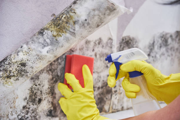 Asbestos and Lead Testing During Mold Inspection in Stuart, IA