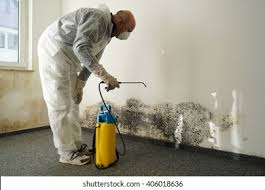 Environmental Consulting for Mold Prevention in Stuart, IA